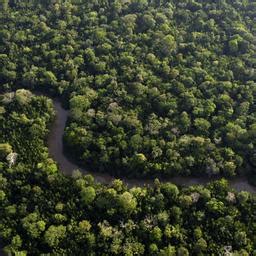 Für ausgestorben gehaltene Baumart in Brasilien wiederentdeckt