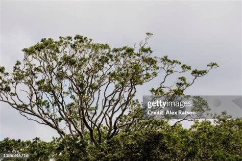 48 Koa Tree Hawaii Stock Photos, High-Res Pictures, and Images - Getty ...