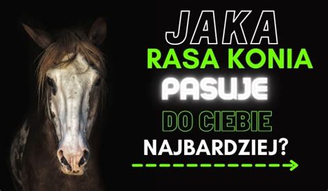 Jaka Rasa Konia Pasuje Do Ciebie Najbardziej Samequizy