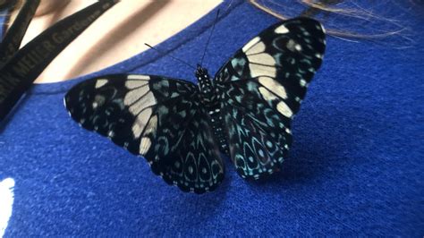 Butterflies Are Blooming Exhibit Returns To Meijer Gardens