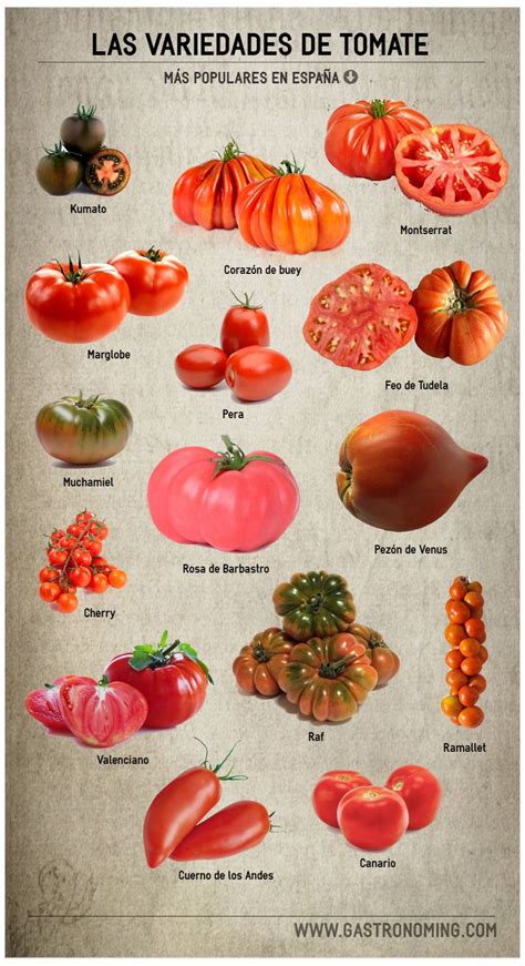 Las variedades de tomate más populares en España Recetas de comida