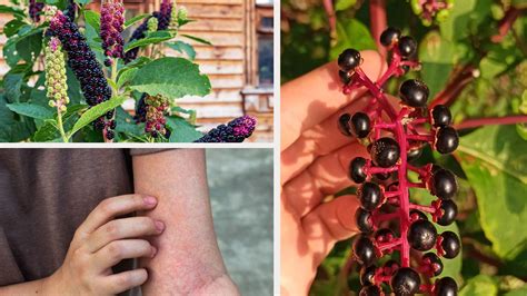 Is Pokeweed Poisonous To Touch Symptoms How To Stay Safe