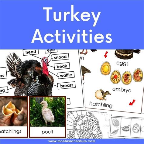 Turkey Life Cycle And Parts Of A Turkey Free Printable Montessori