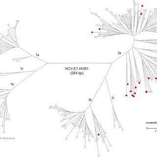 Unrooted Phylogenetic Tree Generated By The Maximum Likelihood Method