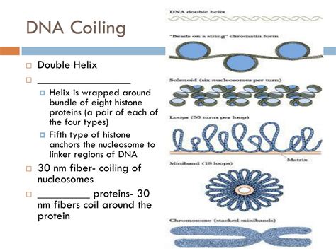 Ppt Dna Protein Synthesis And Gene Expression Powerpoint Presentation Id 3696454