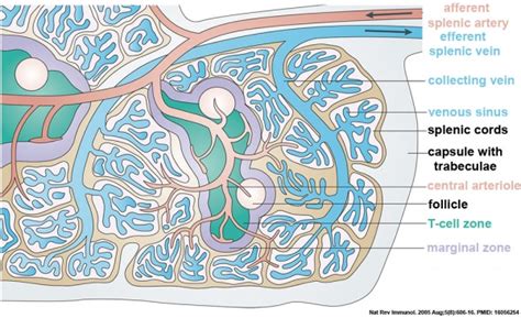 Cardiovascular System Spleen Development Embryology