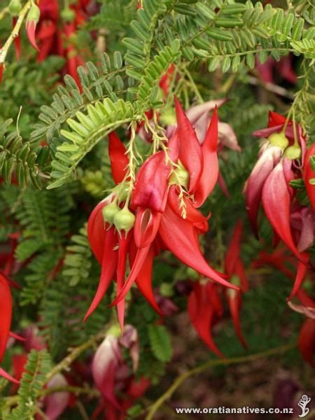 plantas nativas de buenos aires artofit
