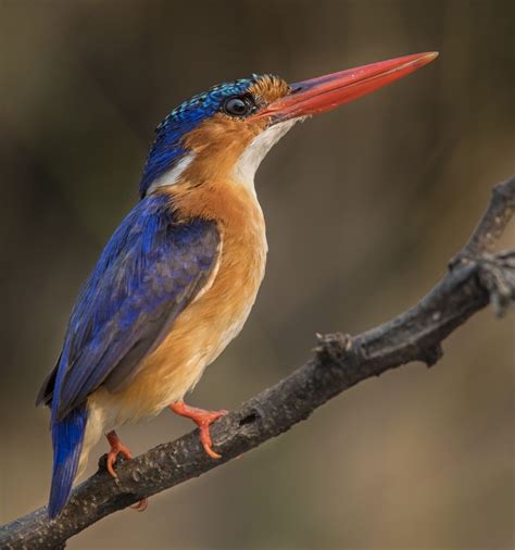 Malachite Kingfisher | Colorful Birds | Nature Photography