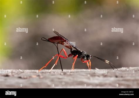 Female Parasitic Commander Ichneumon Dolichomitus Imperator Wasp Seeking Out Prey And Laying