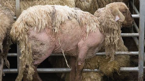 Sheep scab costing industry millions every year - Farmers Weekly