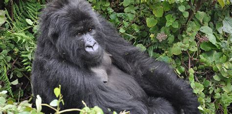 How other species and the community are benefiting from mountain gorilla conservation | Rwanda ...