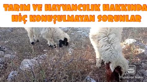 HAYVANCILIK VE TARIM HAKKINDA HİÇ KONUŞULMAYAN SORUNLAR ÇABANIN