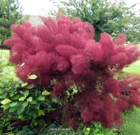 Скумпия Фото И Описание – Telegraph