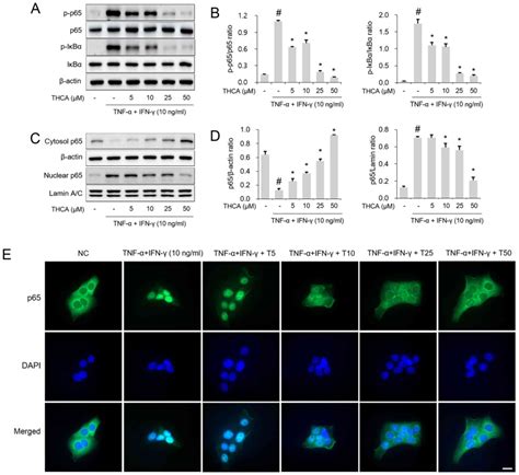 345‑trihydroxycinnamic Acid Exerts Anti‑inflammatory Effects On Tnf‑α