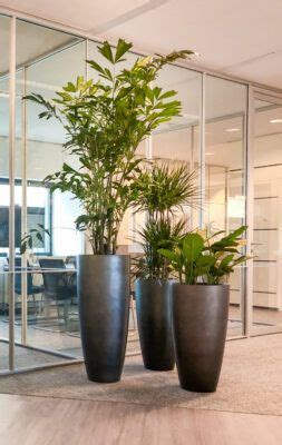 Unieke Plantenbakken Op Kantoor Office Plants Decoration Showroom