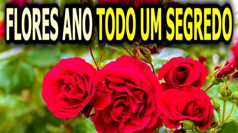 O Que Fazer Para ROSEIRA FLORIR O Ano Todo 6 Dicas Para Ter Muitas