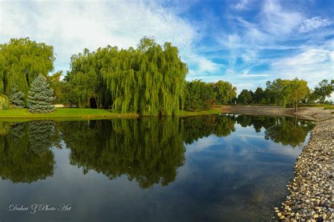 Wallpaper Reflection Tree Pond Bluesky Workplace Willowtree