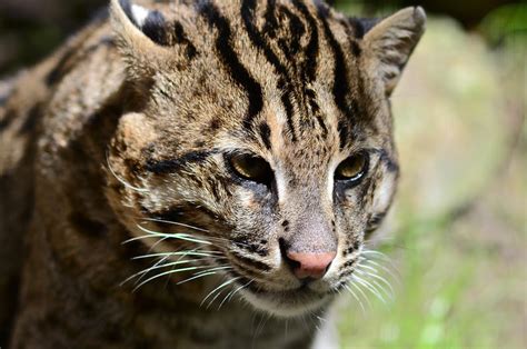 Frank B Baiamonte A Cat With Webbed Feet Fishing Cat At The San