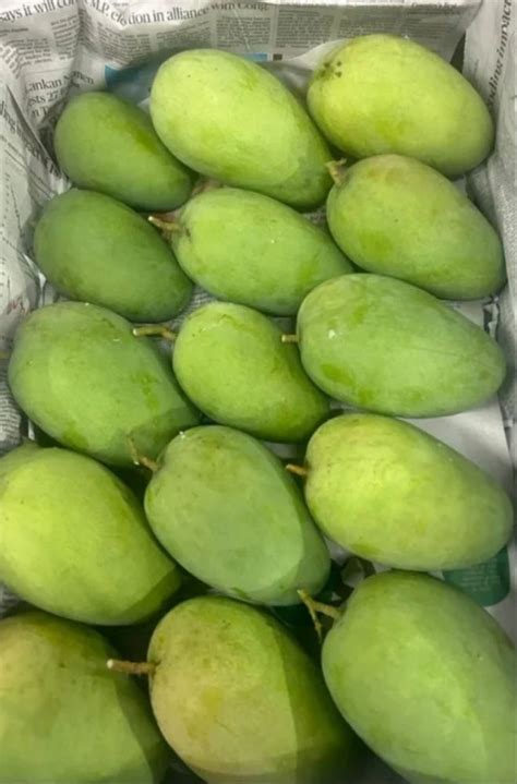 Green Fresh Banganapalli Mango Crate Packaging Size Loose At Rs 140