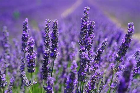 Linalool: The Fragrant, Analgesic Terpene That Relieves Stress