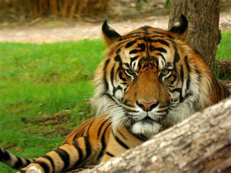 Tiger Feline Predator Free Photo On Pixabay Pixabay