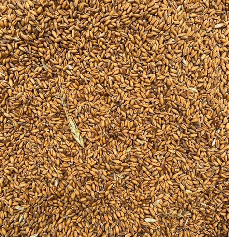 Natural Wr 544 Wheat Seed For Food Processing Packaging Type Loose At Rs 195 Kg In Kalahandi