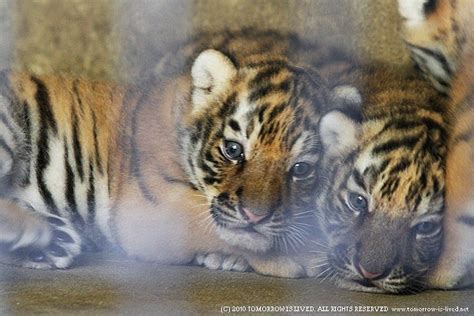 3つ子のトラの赤ちゃん 動物写真ブログ Animal Spirit