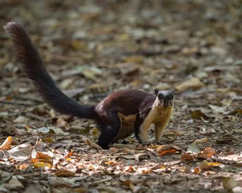 Black Giant Squirrel | Mammals Wiki | Fandom