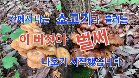 버섯산행 산에는 나는 소고기라 불리는 이 버섯이 벌써 나왔습니다 Youtube