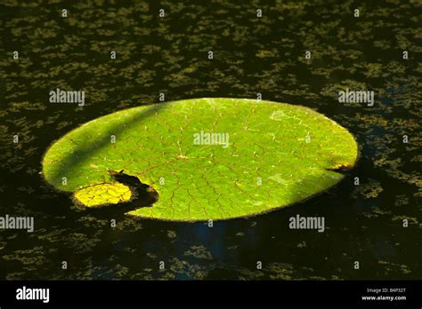 Naturalismus Italien Fotos Und Bildmaterial In Hoher Aufl Sung Alamy