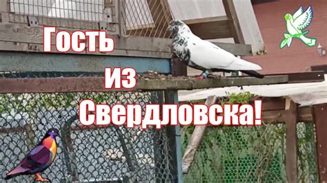 Свердловский голубь/в гостях у Виктора - YouTube