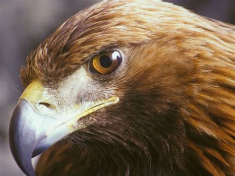 Golden Eagle | Birds Wiki | Fandom