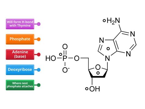 Nucleotide structure - Labelled diagram