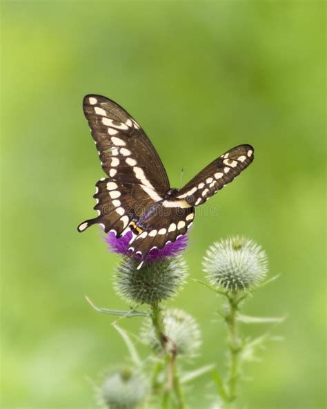 Papilio Cresphontes Giant Swallowtail Butterfly Stock Image Image Of