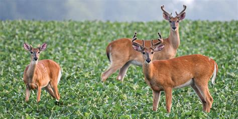 Crop Depredation Permits Social | National Deer Association