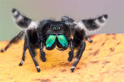 Regal Jumping Spider Phidippus Regius Bugguidenet