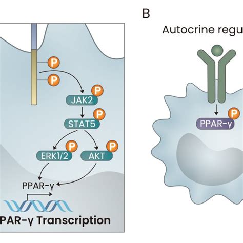 The Roles Of Gm Csf And Tgf β In The Development Of Ams A Gm Csf