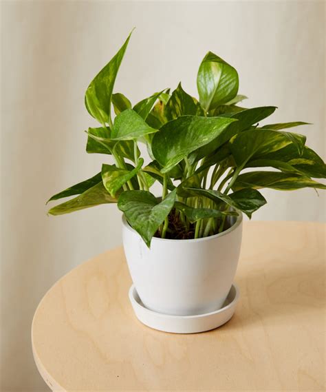 buy potted xs golden pothos indoor plant bloomscape