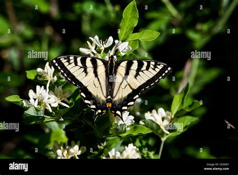 Eastern tiger swallowtail Stock Photo - Alamy