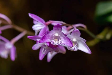 Dendrobium Kingianum Pink Rock Orchid Ultimate Care Guide Garden