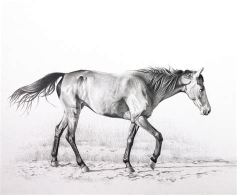 Tennessee Walking Horse Drawing by Karen Broemmelsick - Pixels