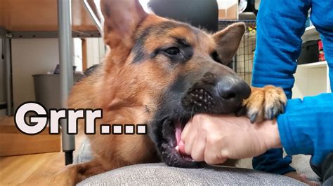 German Shepherd Bites Don T Try This YouTube