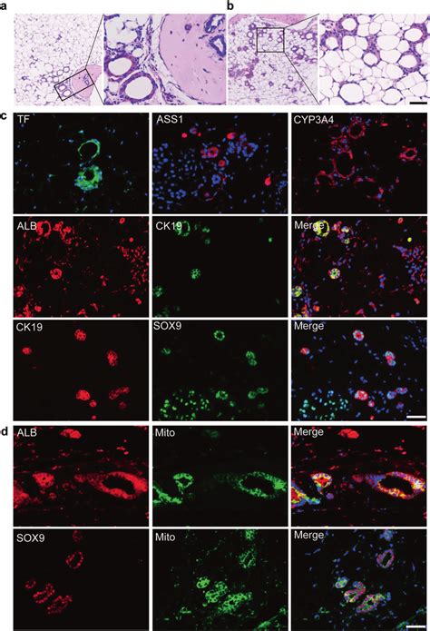 Hepatic Lineage Restricted Potential Of HEHOs In Vivo A B Sections Of