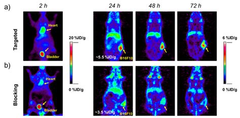 Serial Pet Imaging Of Zr Dfo Msh Peg Cy C Dots At And