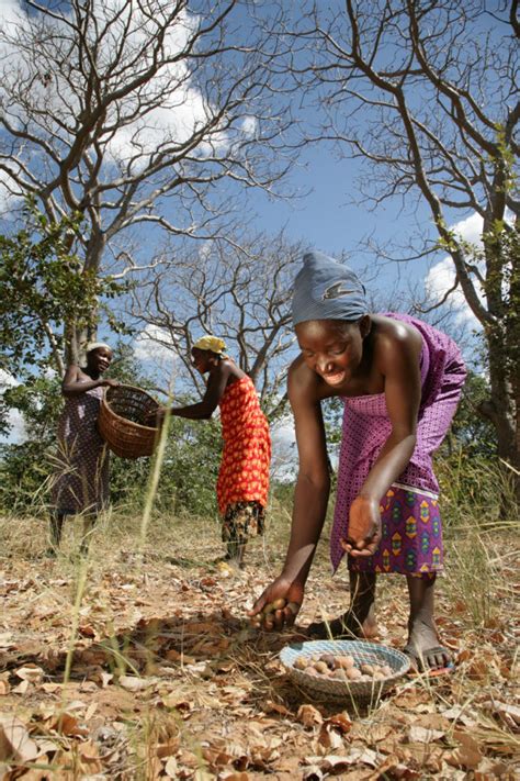 Mongongo Tree - Aurum Africa