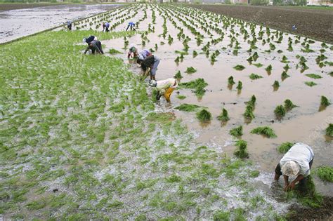 Rice cultivation - Stock Image - E768/0409 - Science Photo Library