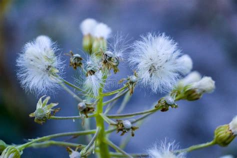 Fluffy Weed In Nature Along The Side Of The Road With Backlighting