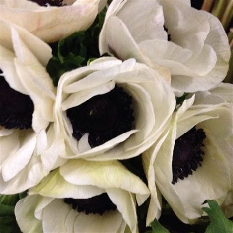 Panda Anemones White With Black Center Anemone Flowers