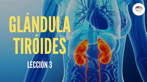 Glándula pituitaria hipófisis definición y funciones