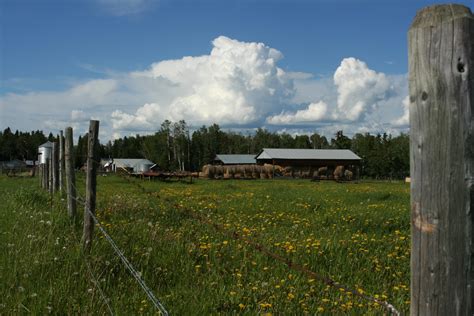 Quiet farm near Bluffton, AB : r/MostBeautiful